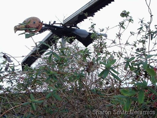 Buzzard 