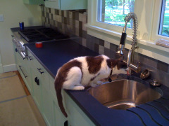 Boog at the sink