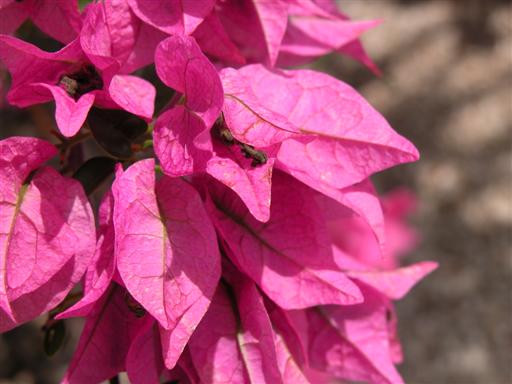 tropical flower