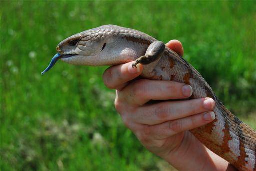 This lizard has a blue toungue from drinking too much <a href="http://www.stapor.com/Recipes/Sonic_Ocean_Water.htm">Ocean Water</a>.