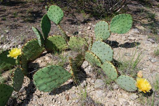Some of my wife's friends back in Europe have never seen a flowering cactus.