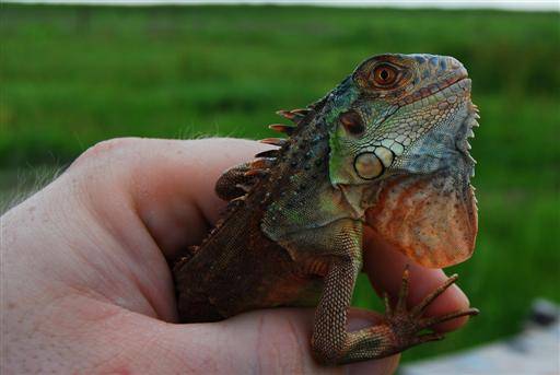This guy is very colorful.