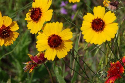 Gratuitus flower and bee photo