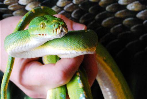 This is a tree boa
