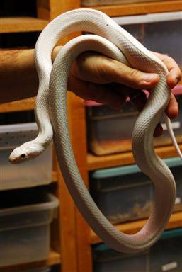 The color was achieve by breeding two differently color snakes together