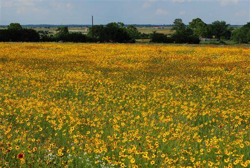 There were fields of wildflowers like this everywhere.