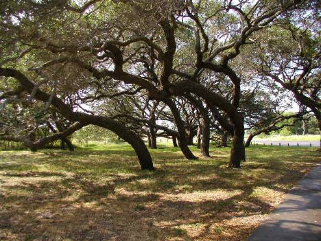 under shady oaks